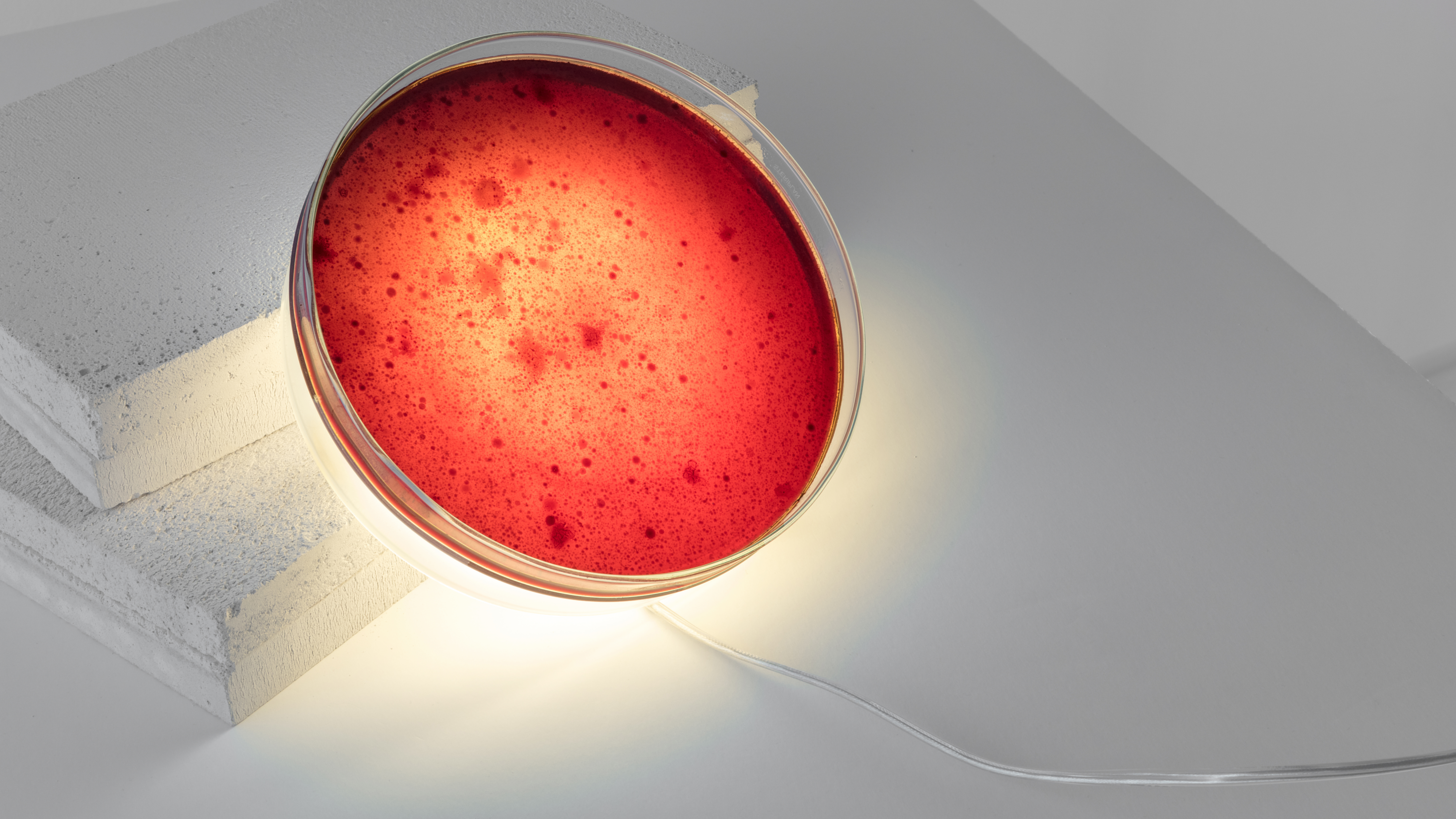 Bacteria_16_9