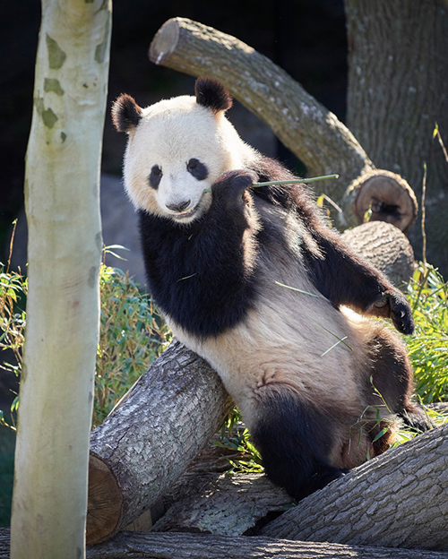 Copenhagen_Zoo4